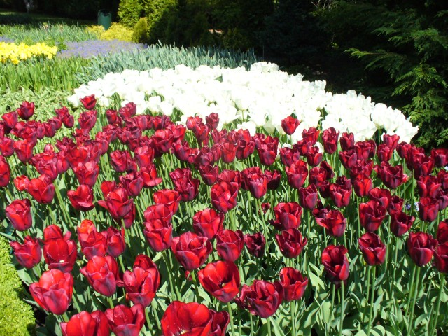 Holandsko Keukenhof 3.jpg